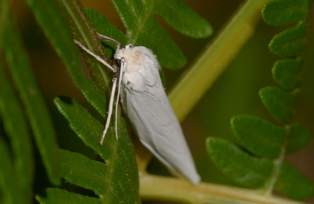 Falena da ID.